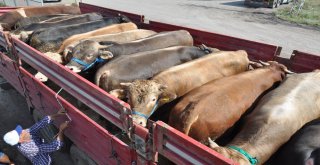 Kars Hayvan Pazarında Kurban Bayramı Hareketliliği