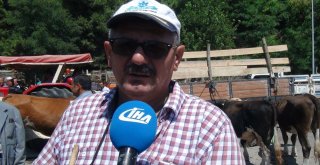 Sinopta Kurban Pazarında Yoğunluk