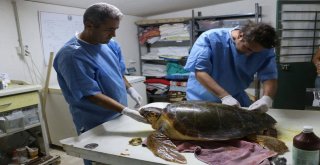 Deniz Kaplumbağaları Araştırma Merkezinin Kapanacağı İddiası
