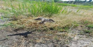 Tedavileri Tamamlanan Kızıl Şahin Ve Kulaklı Orman Baykuş Yaşam Alanlarına Bırakıldı