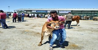 Malatya Hayvan Pazarında Arefe Yoğunluğu