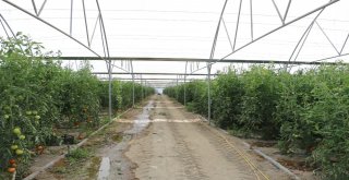 Erzincanda Sera Yatırımları Devam Ediyor