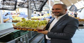 Sultaniye Üzümünde Sezon Açıldı