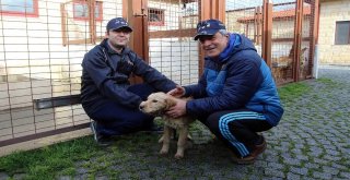 Sokak Hayvanları Bu Bakım Evinde Otel Konforunda Hizmet Görüyor