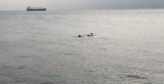 (Özel) Sevimli Yunuslar İstanbul Boğazında Görsel Şölen Sundu