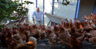 7 Yıl Önce 60 Tavukla Başladı, Şimdi Parmakla Gösteriliyor