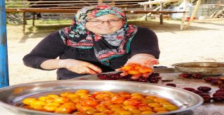 (Özel) Osmanlı Mutfağının Vazgeçilmez Meyvesi Üryani Eriğinin Hasadı Başladı