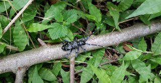 Drakula Tehlikesi Sürüyor