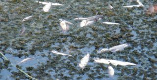 Manavgatta Balık Ölümleri