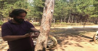 Karabükü Yurt Edinen Ebabil Kuşu  Yetkililere Teslim Edildi