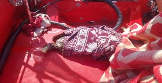 Ava Giden Kartal Boğulmaktan Son Anda Kurtarıldı