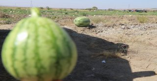 Onlarca Kiloluk Karpuzlar Görücüye Çıktı