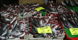 İneboluda Palamut 2 Liraya Düştü