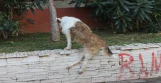 (Özel) Ölüme Terk Edilen Felçli Köpek Uzatılan Yardım Eliyle Hayat Döndü