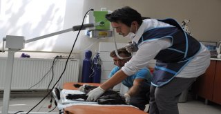 Kazazede Felçli Köpek Hayvan Barınağında Sağlığına Kavuştu