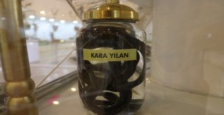 Gaziantep Zooloji Ve Doğa Müzesine Yoğun İlgi