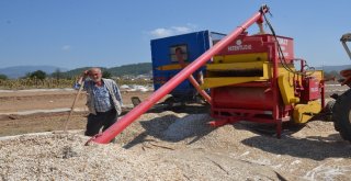 Tavas Ovasında Ayçiçeği Hasadı Başladı