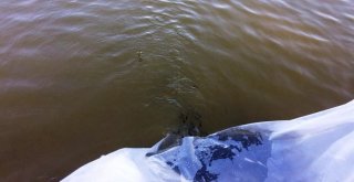 Tarsustaki Göletleri 10 Bin Sazan Yavrusu Bırakıldı