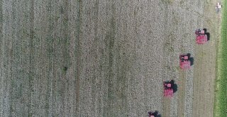 Antalyada Beyaz Altında Hasat Başladı