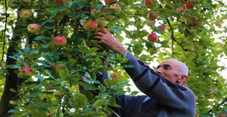 Amasyalılar 2 Bin Yıldır Elma Yetiştiriyor