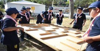 Genç Kaymekin Yavru Kurtları