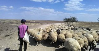 Çobanların Sıcakla İmtihanı