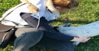 Kaybolan Köpeğini Ağlayarak Çektiği Videoyla Arıyor