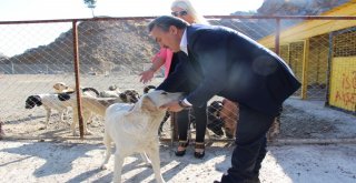 Seydişehirde Hayvan Barınağı Hizmette