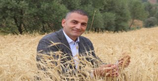 2 Bin Yıllık Ata Tohumu Buğday Verdi