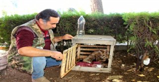 Yaralı Tilki Tedavi Altına Alındı