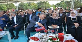 Gilaburu Ve Ceviz Festivaline Büyük İlgi Gösterildi