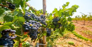 Bucada Renkli Bağ Bozumu Şenliği