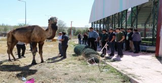 Deveyi Gören Telefona Sarıldı