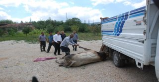Uygulama Noktasında Durdurulan Kamyonetteki Boğa Kaçtı