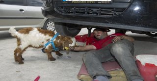 (Özel Haber) Biberonla Beslenen Oğlak Oto Sanayinin Maskotu Oldu