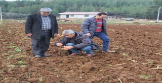 Önder Çiftçilerden ‘Hitit Buğdayına Destek