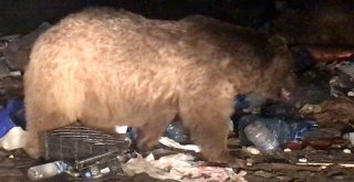 (Özel) Ayı Kendisini Görüntüleyen Gazeteciye Saldırdı