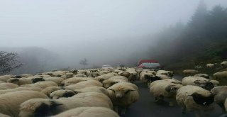 Yaylalardan Dönüş Başladı