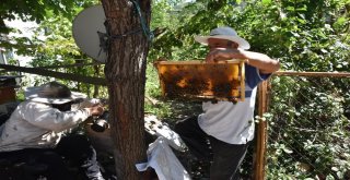 68 Yaşındaki Arıcı Engel Tanımıyor