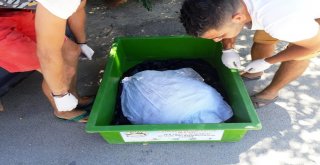 70 Yaşındaki Dev Deniz Canlısı Son Anda Kurtarıldı