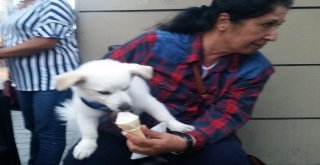 Beyoğlunda Sevimli Köpek Banbinonun Dondurma Keyfi