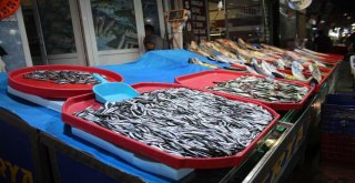 Deniz Balıkları, Denize Kıyısı Olmayan Şehirlerde Yerini Almaya Başladı