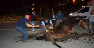 Hamile Atı Sokak Ortasına Ölüme Terk Ettiler