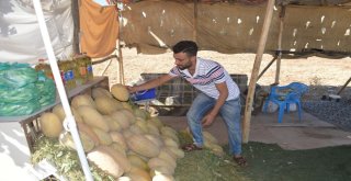 3 Ay Sattıkları Susuz Kavunla 1 Yıl Ev Geçindiriyorlar