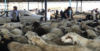 Siverekte Kurbanlıklar Pazara İndi