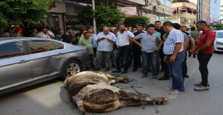 Limandan Kaçan Angus Kente Daldı