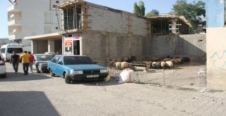 Malazgirtte Kurban Pazarı Açıldı