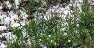 Kütahyada Fındık Büyüklüğünde Dolu Yağdı