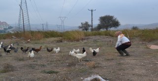 (Özel) Bu Tavuklar Kene Düşmanı