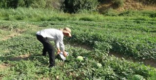 (Özel) Karpuzu Böyle Koruyorlar